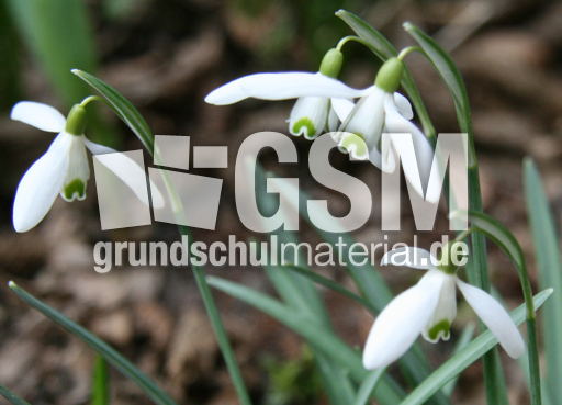 Schneeglöckchen 004.jpg